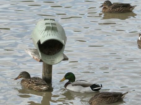Bergischer Entenbrutkorb auf einem See mit Enten | Entennest | Nisthilfe