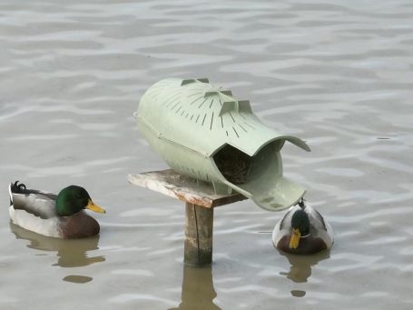 Bergischer Entenbrutkorb auf einem See mit Enten | Entennest | Nisthilfe