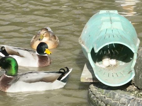 Entennest im Entenbrutkorb